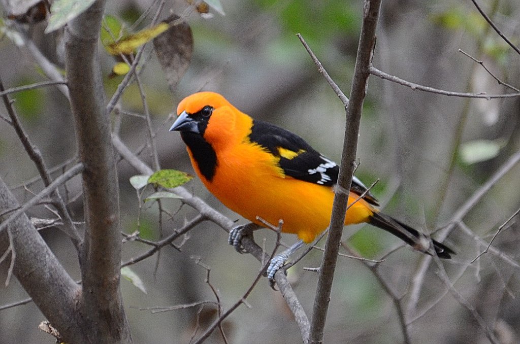 Oriole, Altamira, 2013-01011938 Bentsen Rio Grande State Park, TX.JPG - Altimara Oriole. Bentsen Rio Grande StatePark, TX, 2013-01-01